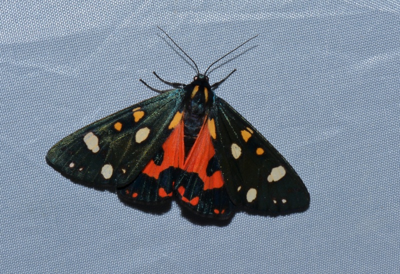 Callimorpha dominula - Erebidae Arctiinae